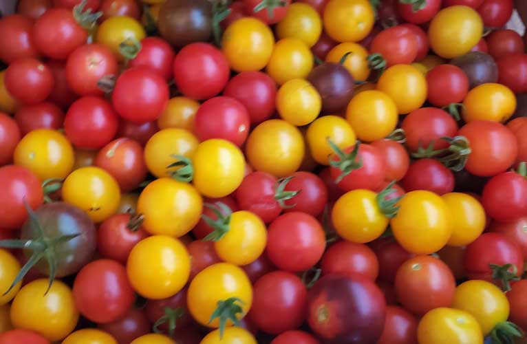 Tomates cerises mixtes biologiques