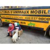 Grand Autobus – Image 7