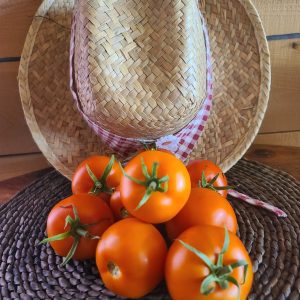 Cueillette de tomates